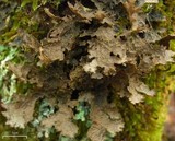 Pseudocyphellaria perpetua image