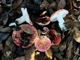 Russula cremoricolor image