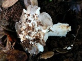 Amanita crassiputamen image