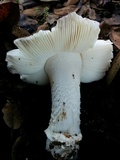 Amanita crassiputamen image