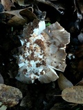 Amanita crassiputamen image