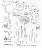 Hebeloma quercetorum image