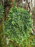 Lobaria quercizans image