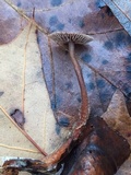 Gymnopus semihirtipes image