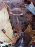 Gymnopus semihirtipes image