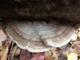 Trametes suaveolens image