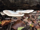 Trametes suaveolens image