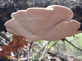 Trametes suaveolens image