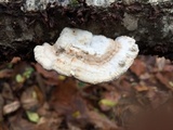 Trametes suaveolens image