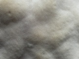Trametes suaveolens image