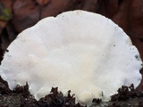 Trametes suaveolens image