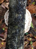 Trametes suaveolens image