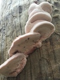 Leptoporus mollis image