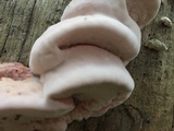 Leptoporus mollis image