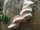 Leptoporus mollis image