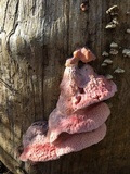 Leptoporus mollis image