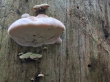 Leptoporus mollis image