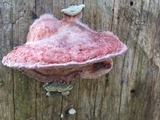 Leptoporus mollis image