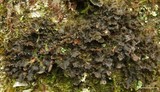 Nephroma helveticum image