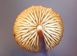 Rhizomarasmius pyrrhocephalus image