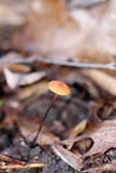 Rhizomarasmius pyrrhocephalus image
