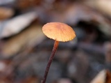 Rhizomarasmius pyrrhocephalus image