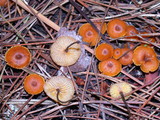 Xeromphalina cauticinalis image