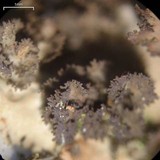 Sticta fragilinata image