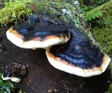Fomitopsis mounceae image