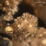 Sticta fragilinata image