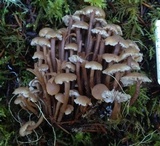 Gymnopus acervatus image