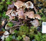 Gymnopus acervatus image