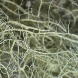 Usnea trichodea image