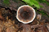 Hydnellum scrobiculatum image