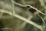 Usnea trichodea image