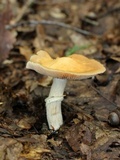 Cortinarius caperatus image