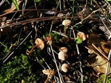 Tubaria conspersa image
