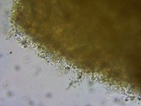 Tubaria conspersa image