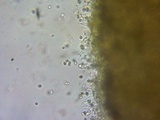 Tubaria conspersa image