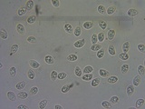 Tubaria conspersa image