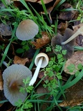 Coprinellus impatiens image