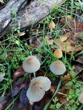 Coprinellus impatiens image
