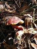 Xerocomellus atropurpureus image