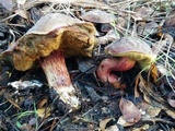 Xerocomellus atropurpureus image