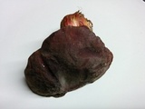 Xerocomellus atropurpureus image