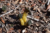 Leotia viscosa image