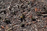 Leotia viscosa image