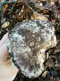 Tricholoma griseoviolaceum image
