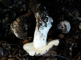 Tricholoma griseoviolaceum image