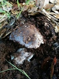 Tricholoma griseoviolaceum image